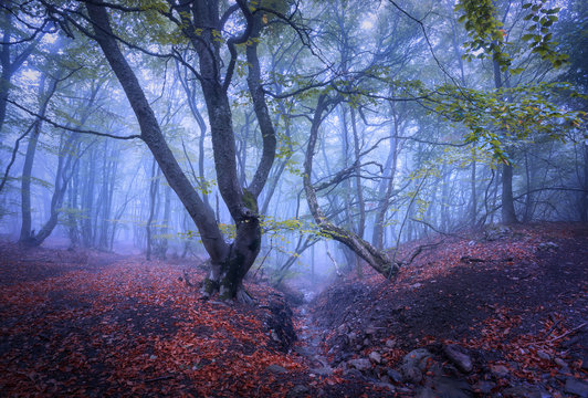 Fototapeta Beautiful magic forest in fog in autumn. Mysterious wood. Landsc