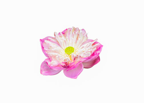 Pink lotus bloom symbol of purity on white background