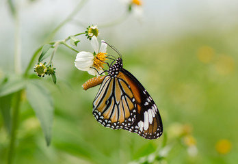 Common Tiger (Monarch family) butterfly collecting nectar on wild grass flower in nature