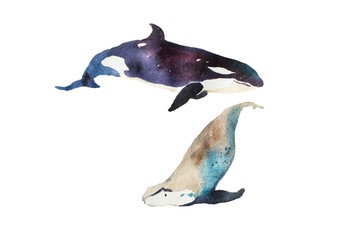 Fototapeta premium Watercolor whales Hand drawn illustration on white