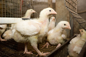 Chickens broilers in a cage in a poultry farm
