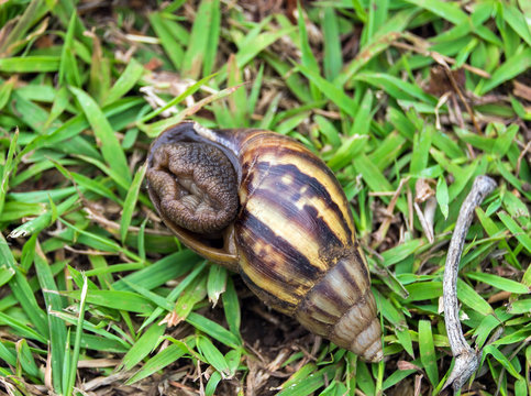 Snail hiding shell on grass