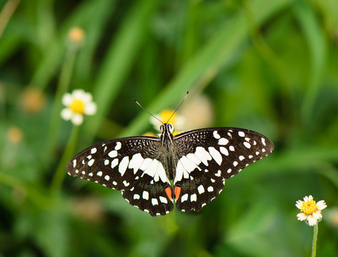 Lime butterfly (Papilio Demoleus butterfly) collecting nectar on wild grass flower
