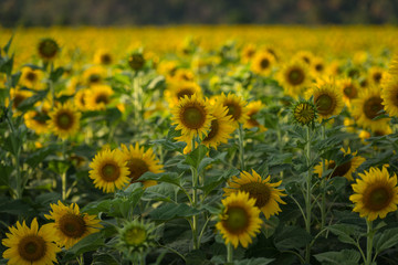 beautiful sunflower on the field at sunny day