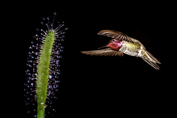 Hummingbird with Tropical Flower on Black Background