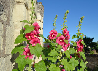 Les jardins à l'anglaise 3 la rose trémière - jardin anglais