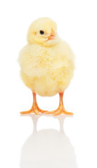 Small yellow chicken isolated on white