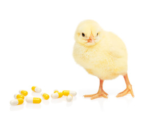 Small yellow chicken near pill from pile of  capsules