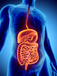 3D human male x-ray digestive system.