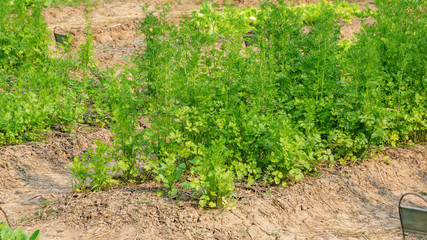 Fototapeta na wymiar coriander plant in the vegetable garden.