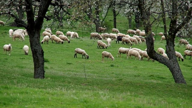 Flock of sheep grazes in a meadow with blossoming cherry trees
