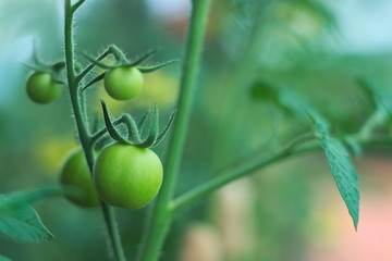 Fresh young green tomatoes