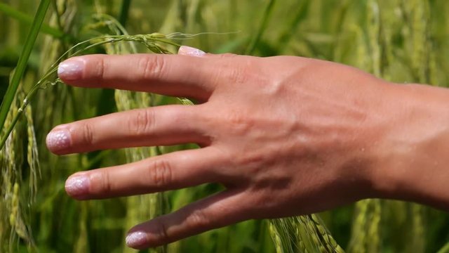 Female Hand Gently Touching Green Grass with Rice. Slow Motion.