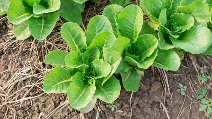 Cos lettuce in the vegetable garden.