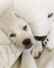 Weißer Labrador welpe kuschelt mit Eisbär auf weißem Sofa 