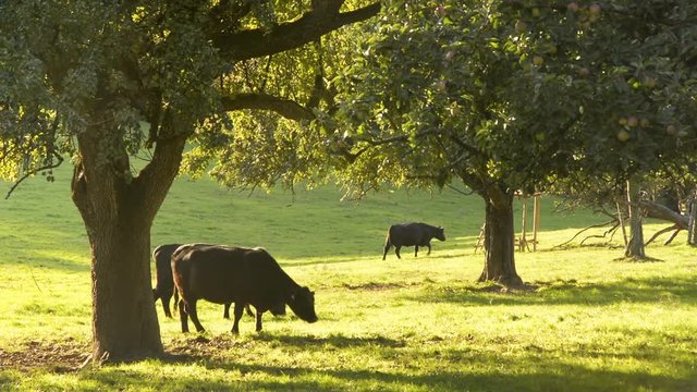 K&uuml;he grasen gl&uuml;cklich unter B&auml;umen auf sonniger Wiese