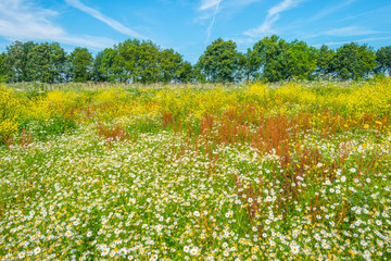 Wild flowers in wetland in summer