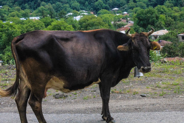 cows near oni