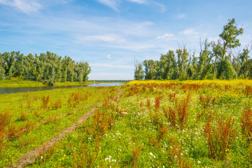 Naklejka premium Wild flowers along the shore of a lake 