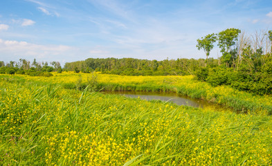 Wild flowers along the shore of a lake 