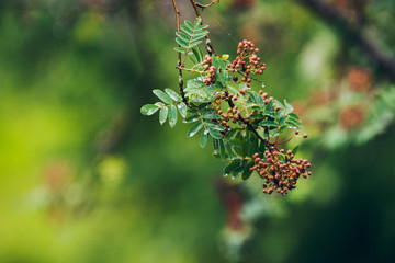 Rain drops on leaves of tree