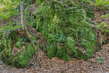 .Rocks covered with moss and ferns in the mountain forests .Black Forest.Germany.
