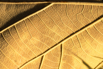 Yellow Dry Leaf Macro