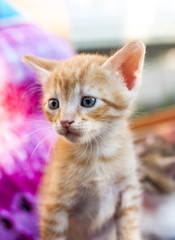 Very young amused ginger kitty