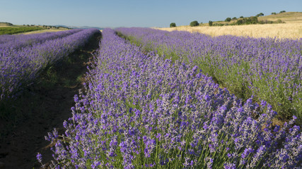 Naklejka na ściany i meble Rows of lavender