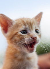 Very young ginger kitty meowing