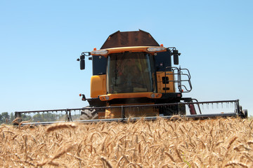 Combine harvests wheat on a field in sunny summer day