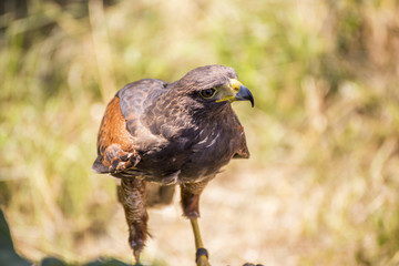 Small taimed falcon