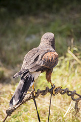Small taimed falcon