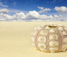 Shell of the sea urchin on beach