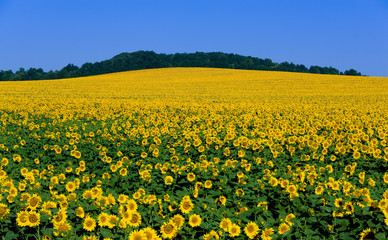 Big field flowering sunflower on background blue sky