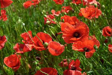 Naklejka premium beautiful field of poppies