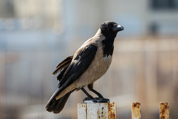 A black & grey Hooded Crow (Corvus Cornix), late afternoon in Nahariya