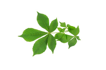 Horse chestnut leafs isolated on a white background. Herbarium series.