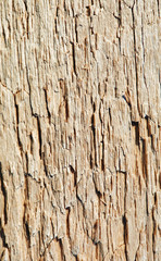 Obraz premium Rotten wood close up
