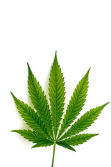 Leaf of hemp plant on white background