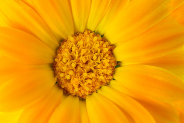 Calendula oficinalis extreme closeup on a flower. Medical herb series.