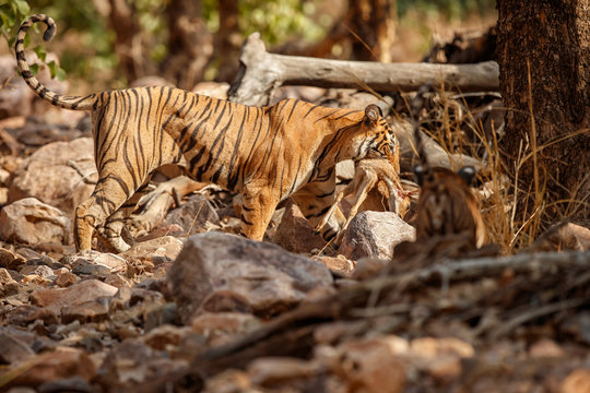 Big beautiful tiger female and her cub with a dead axis deer/wild animals after hunt in the nature habitat/India