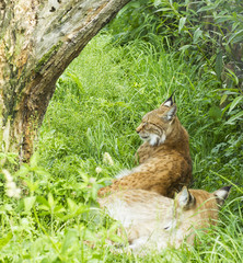 Pair of wild lynx in grass under tree resting