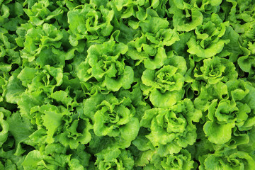 green lettuce crops in growth at vegetable garden