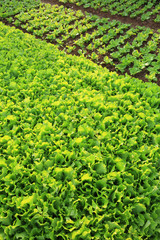 green lettuce crops in growth at vegetable garden