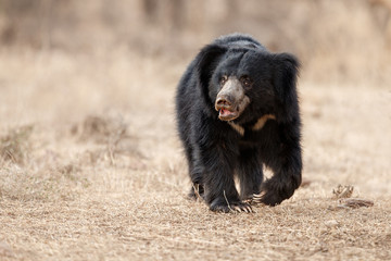 Naklejka premium Big beautiful sloth bear male is searching termites/wild animal in the nature habitat/India