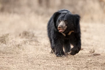 Fotobehang Beer Big beautiful sloth bear male is searching termites/wild animal in the nature habitat/India  © photocech