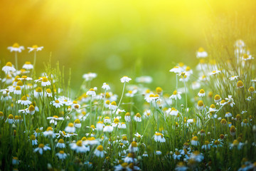 Amazing chamomile field. Summer flowers . - 116078148