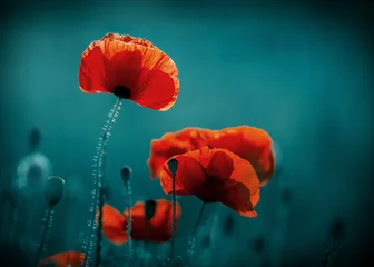 Wall murals For her Amazing poppy field . Summer flowers .