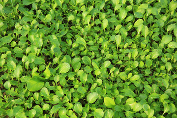 Obraz premium green choysum plants in growth at garden